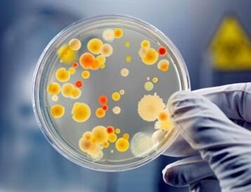 Baktērijas var izraisīt hronisku prostatītu