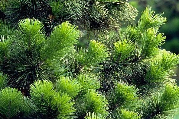 adatas prostatīta ārstēšanai